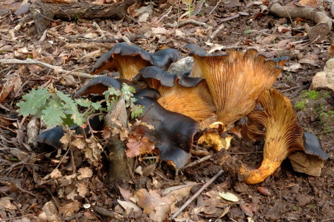 Omphatolus olearius atipico.